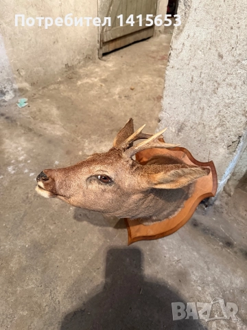 Продавам препариран сръндак, снимка 3 - Антикварни и старинни предмети - 52925523