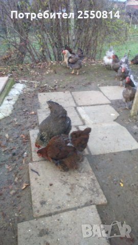 Оплодени яйца от породисти Катунски кокошки, снимка 5 - Кокошки и пуйки - 27672918