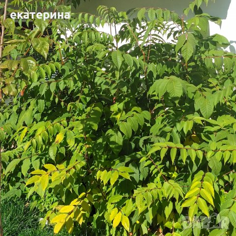 Дръвчета Еводия, снимка 3 - Градински цветя и растения - 38545756