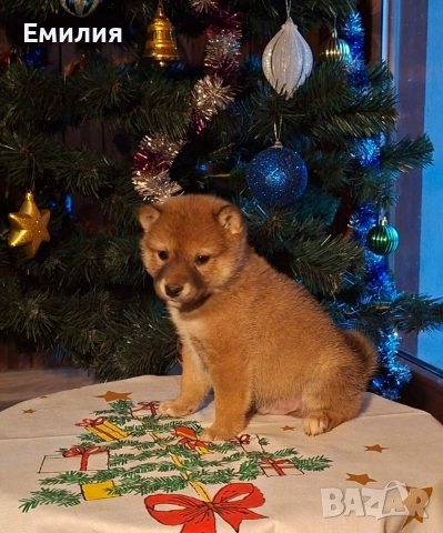 Шиба ину Коледни изненади, снимка 10 - Шиба ину - 52868459