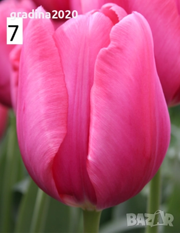 Луковици на лалета, снимка 12 - Разсади - 51436404