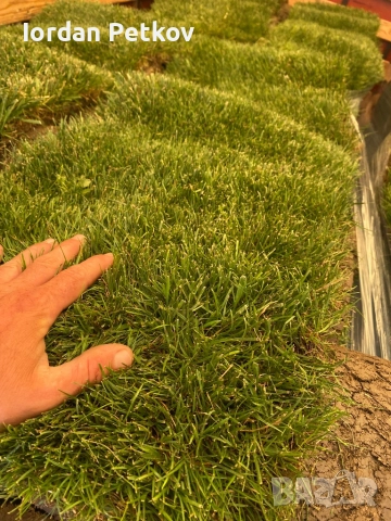 Тревен чим , снимка 13 - Градински цветя и растения - 51528828