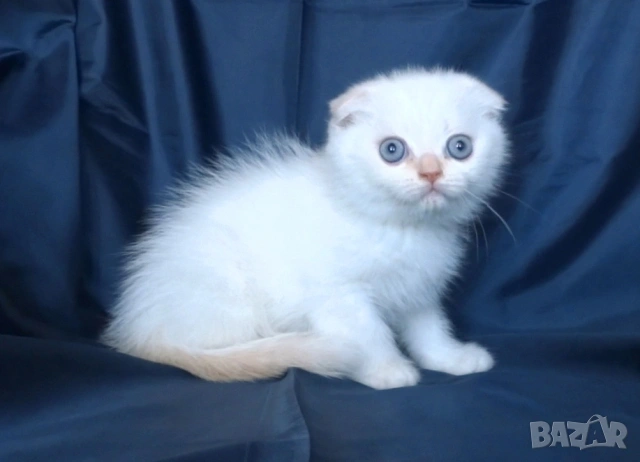 Клепоухи късокосмести котета, снимка 6 - Британска късокосместа - 43400066