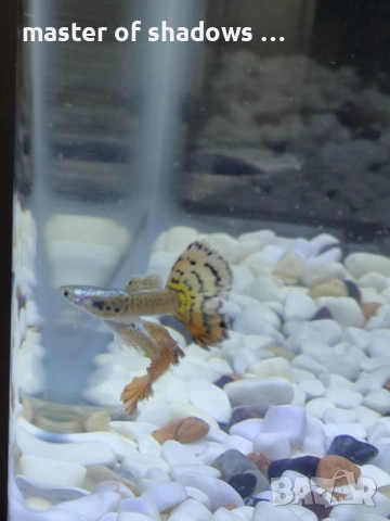 Продавам малки рибки на брой 1.28 евро  