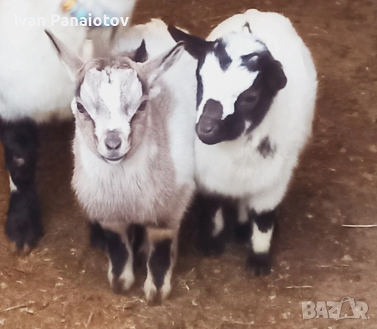 продавам холандски мини козички, снимка 3 - Кози - 53451781