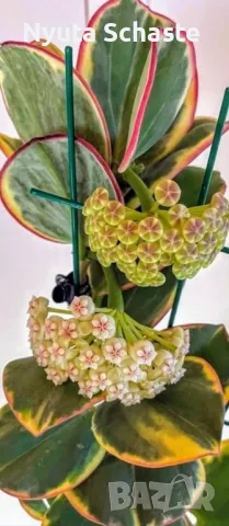 Хоя - Hoya pachyclada New Moon, снимка 1