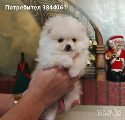 Мини померанчета 