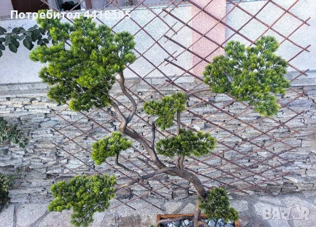 ръчно изработен бонсай Японски стил(уникат) , снимка 5 - Декорация за дома - 52833000