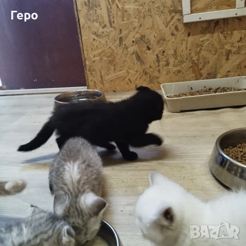 шотландска клепоуха , снимка 1