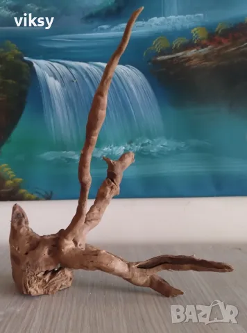 Корени азалия