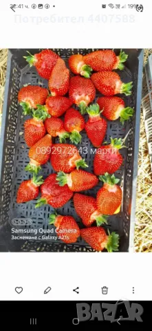 Разсад ягоди и малини , снимка 7 - Разсади - 49438431