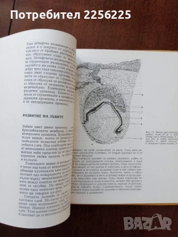 От яйцето до възрастния организъм, снимка 5 - Специализирана литература - 50762465