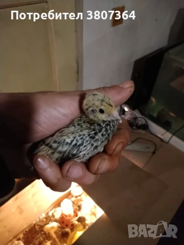 Продавам пътпъдъци на различна възраст , снимка 5 - Кокошки и пуйки - 51026187