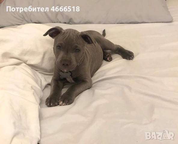 Питбул кученца, снимка 4 - Питбул - 53474859