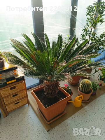 Две палми Цикас и Нолина 