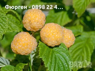 Жълта  малина - 5 сорта