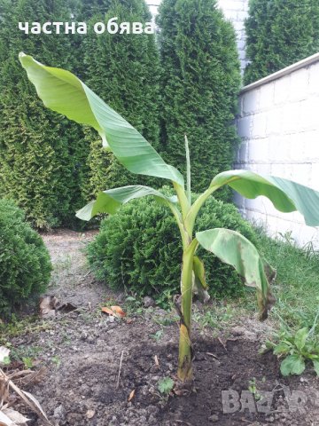 Бананова палма, снимка 3 - Градински цветя и растения - 32598426