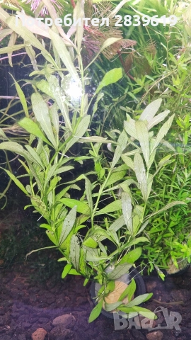 Аквариумни растения , снимка 10 - Рибки - 52689013