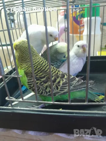 Папагалчета, снимка 2 - Папагали - 47287954