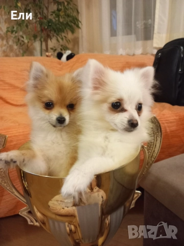 Продавам малки пумеранчета, снимка 4 - Померан - 52713328