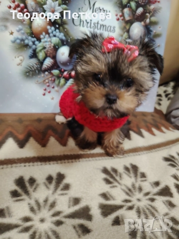 мини йоркширски териер момиче , снимка 3 - Йоркширски териер - 52749209