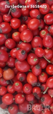 Продавам горски шипки .