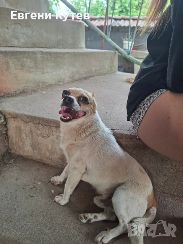 Пинчерчета , снимка 10 - Пинчер - 52897697