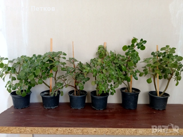 Дърво на Парите (Айхризон), с височина около 20-25 см.