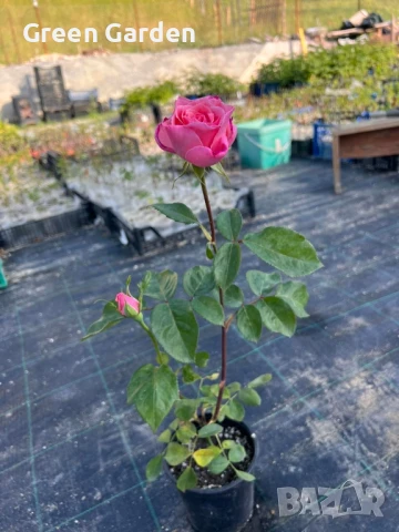 рози , снимка 12 - Градински цветя и растения - 50330660
