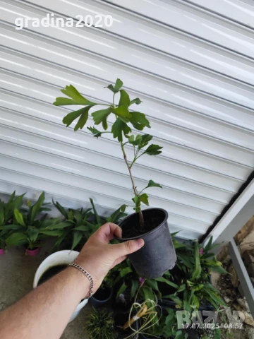 Гинко билоба, снимка 4 - Разсади - 46308266