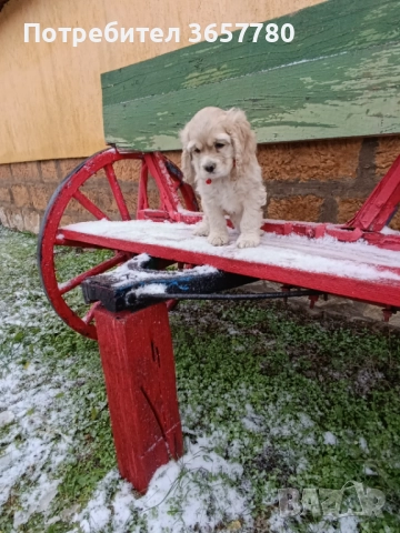 Американски кокер шпанол, снимка 6 - Кокер шпаньол - 52895644