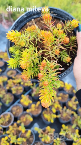 Седум  Анджелина, Sedum rupestre Angelina, снимка 13 - Градински цветя и растения - 52162046