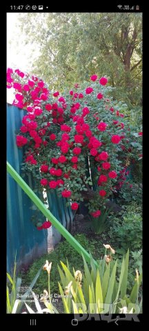 Продавам резници червен ароматен Трендафил 