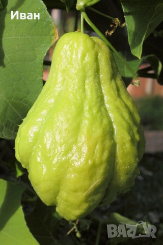 Чайот (Мексиканска краставица), снимка 3 - Разсади - 51782666