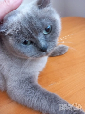 Британка колор пойнт , снимка 5 - Британска късокосместа - 53051467