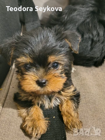 Йорки, снимка 1