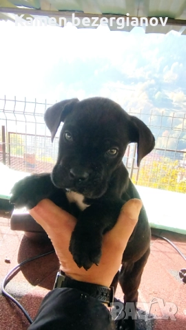 Кане Корсо , снимка 14 - Кане корсо - 52342406