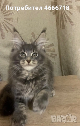 Мейн куун женско, снимка 2 - Мейн кун - 53030280