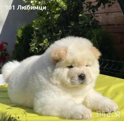 Чау Чау , снимка 3 - Чау Чау - 47454839