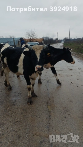Продавам мъжко теле 550 600кг , снимка 5 - Крави - 52837308