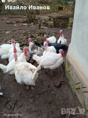 Продавам пуяци, снимка 3 - Кокошки и пуйки - 52800527