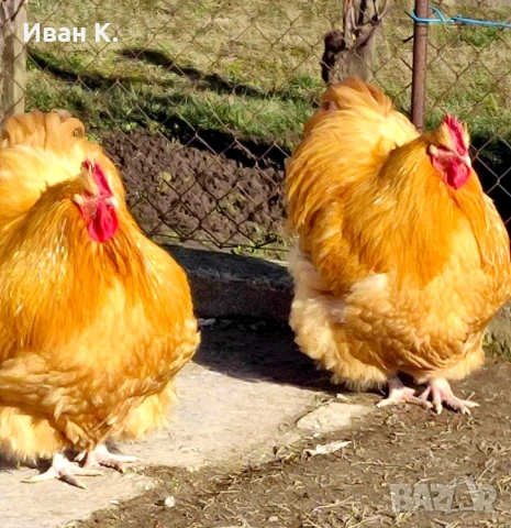 Продавам жълт Орпингтон., снимка 11 - Кокошки и пуйки - 37376457