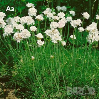 Семена на трева Армерия Алба Бяла - реколта 2025 г., снимка 3 - Разсади - 37323351