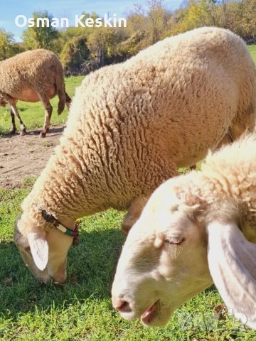 Продавам Коч Лакон , снимка 3 - Овце - 52522502