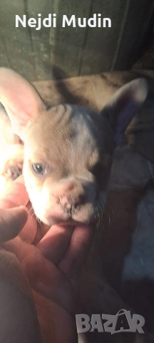 френски булдочета, снимка 5 - Френски булдог - 53112390