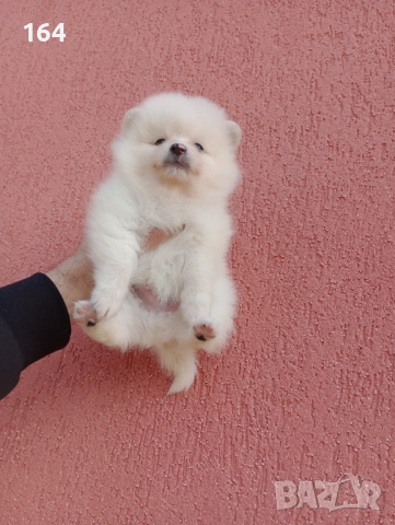 Мъжки и женски Померани. Реални снимки от 12.01.26 г. , снимка 6 - Померан - 53111472