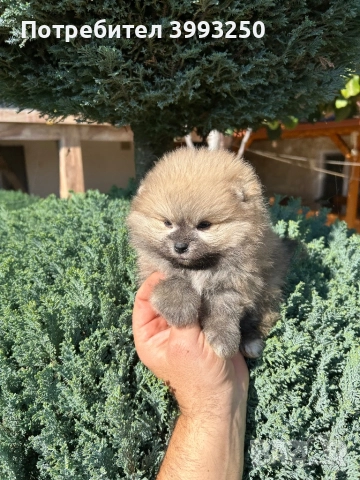 Мини померани , снимка 3 - Померан - 44295316