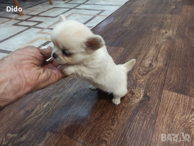 Продавам мъжки и женски чихуахуа , снимка 4 - Чихуахуа - 53564809