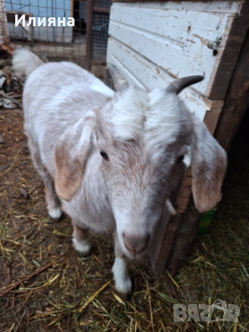 Продавам две женски ярета, снимка 7 - Кози - 53217317