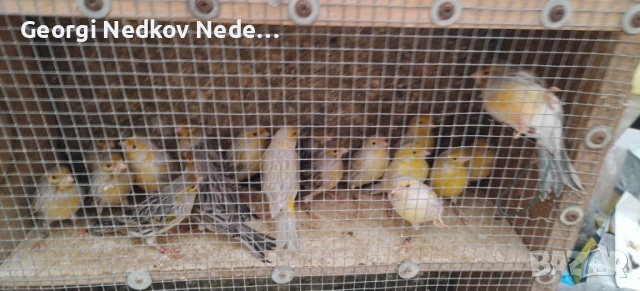 Продавам канари , снимка 10 - Канари - 52758060